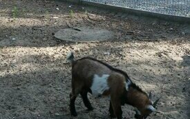 Kozy pigmejskie w Śremskim Zoo