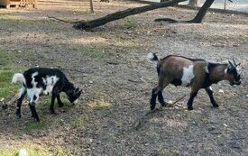 Kozy pigmejskie w Śremskim Zoo