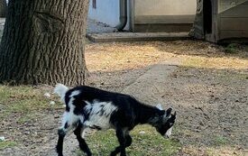 Kozy pigmejskie w Śremskim Zoo
