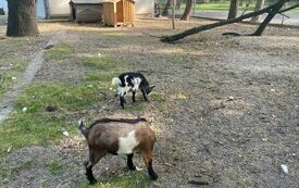Kozy pigmejskie w Śremskim Zoo