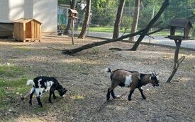 Kozy pigmejskie w Śremskim Zoo