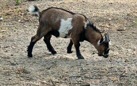Kozy pigmejskie w Śremskim Zoo