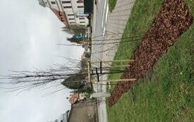 Zielone działania w Śremie | #zielonyśrem