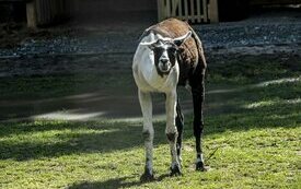 Mieszkańcy Śremskiego ZOO