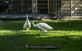 Mieszkańcy Śremskiego ZOO