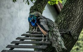 Mieszkańcy Śremskiego ZOO