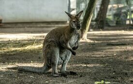 Mieszkańcy Śremskiego ZOO