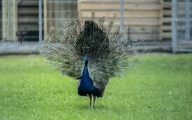 Mieszkańcy Śremskiego ZOO