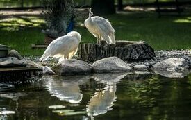 Mieszkańcy Śremskiego ZOO