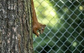 Mieszkańcy Śremskiego ZOO