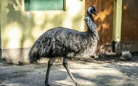 Mieszkańcy Śremskiego ZOO