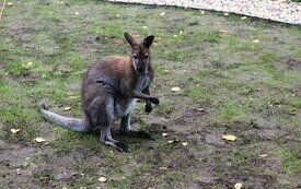 Nowe oczko wodne w Śremskim ZOO