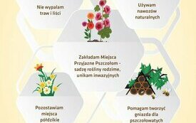 Gmina Śrem przyłączyła się do akcji &bdquo;Gmina Przyjazna Pszczołom&rdquo; 