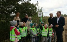 Dąb Śremiak w Mechlinie 