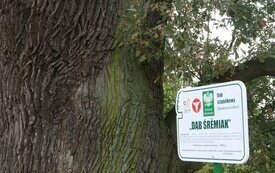 Dąb Śremiak w Mechlinie 