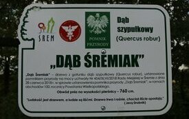 Dąb Śremiak w Mechlinie 