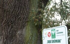Dąb Śremiak w Mechlinie 