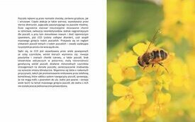 Rolniku &ndash; pamiętaj o pszczołach
