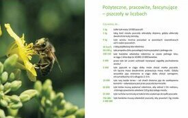 Rolniku &ndash; pamiętaj o pszczołach