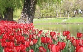 Park Śremskich Odlewnik&oacute;w coraz piękniejszy