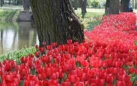 Park Śremskich Odlewnik&oacute;w coraz piękniejszy