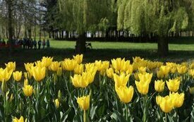 Park Śremskich Odlewnik&oacute;w coraz piękniejszy
