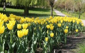 Park Śremskich Odlewnik&oacute;w coraz piękniejszy