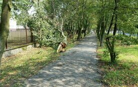 Usuwanie szk&oacute;d po sobotniej nawałnicy nad Śremem
