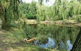 Usuwanie szk&oacute;d po sobotniej nawałnicy nad Śremem