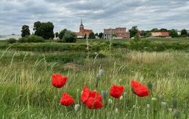 Maki z widokiem na panoramę Śremu