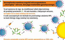 Szczepienia przeciw HPV_infograph_6