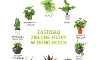 Zdjęcie do Kwiaty doniczkowe - zielone filtry powietrza