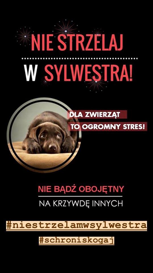nie-strzelaj.jpg
